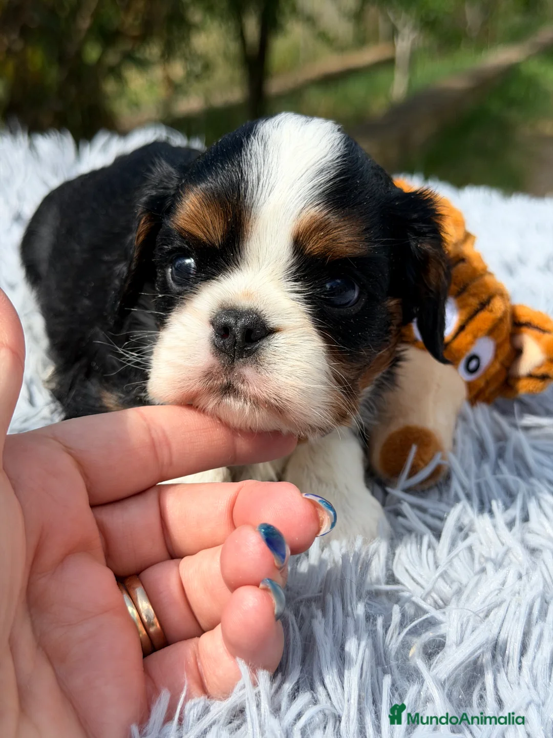 Cavalier King Charles Spaniel perros en venta: Cavalier tricolor  - Anuncio 2