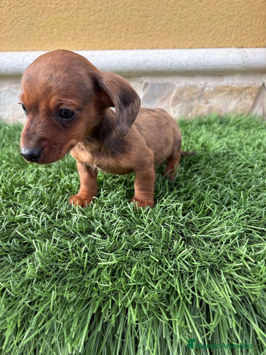 Teckel Miniatura perros en venta: Teckel Kaninchen macho Merle chocolate diluido  - Anuncio 6