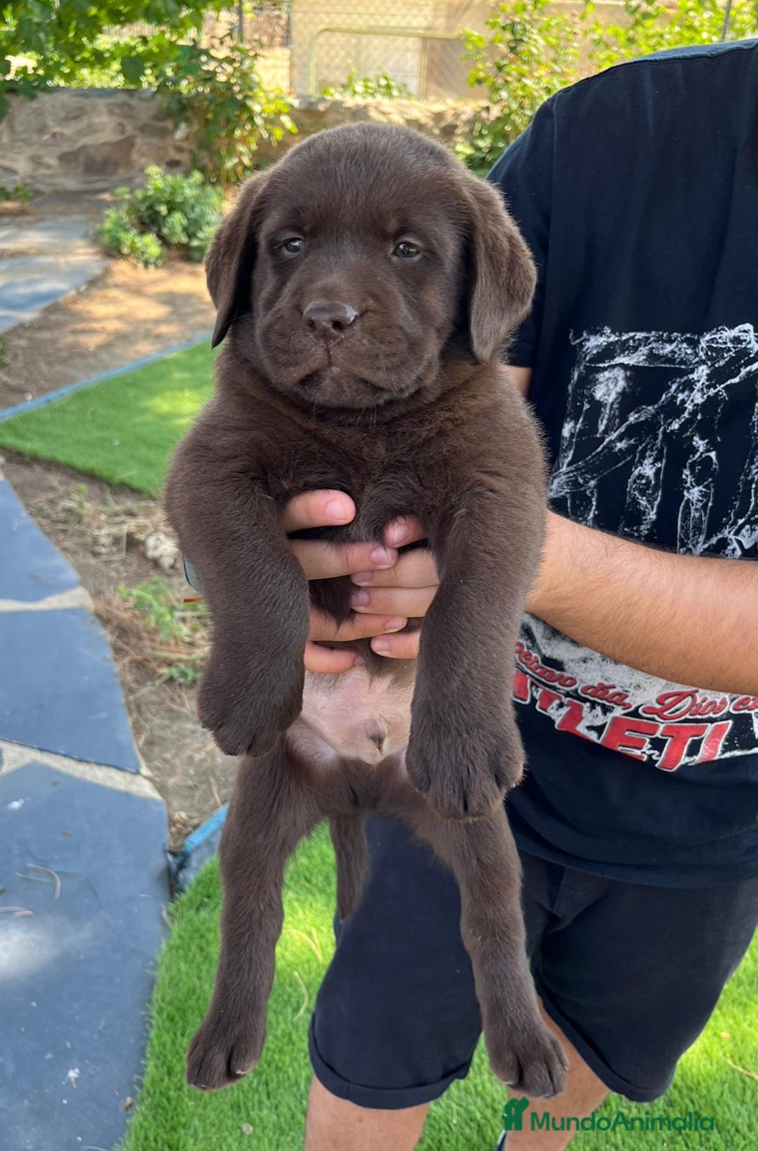 Labrador Retriever perros en venta: Cachorro macho con excelente pedigree  - Imagen 3