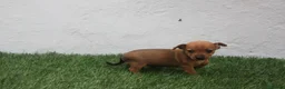 Raza Mixta perros en venta: Minijack - Anuncio 10