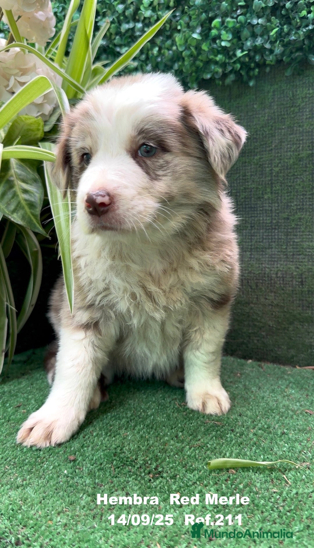Border Collie perros en venta: BORDER COLLIE Red Merle - Imagen 15