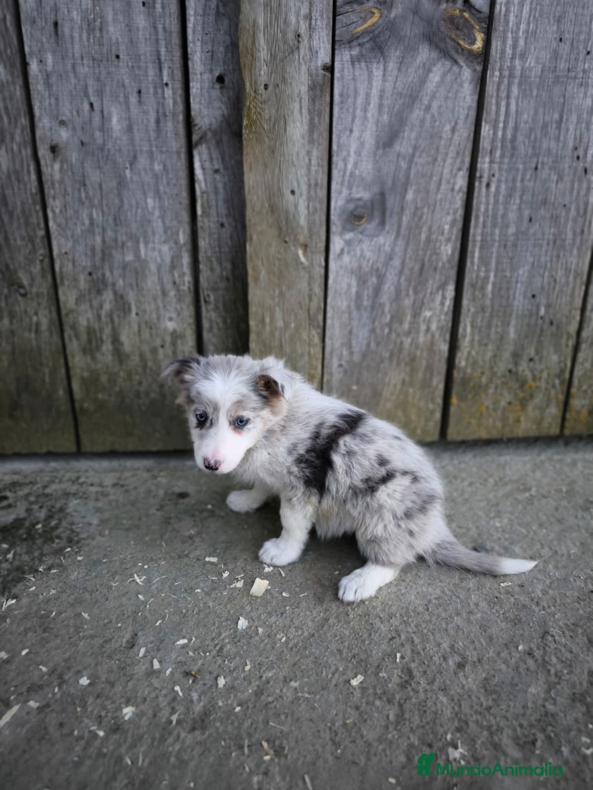 Border Collie perros Cachorros border collie ojos azules! - Anuncio 4
