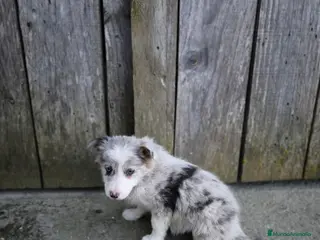 Border Collie perros Cachorros border collie ojos azules! - Anuncio 4