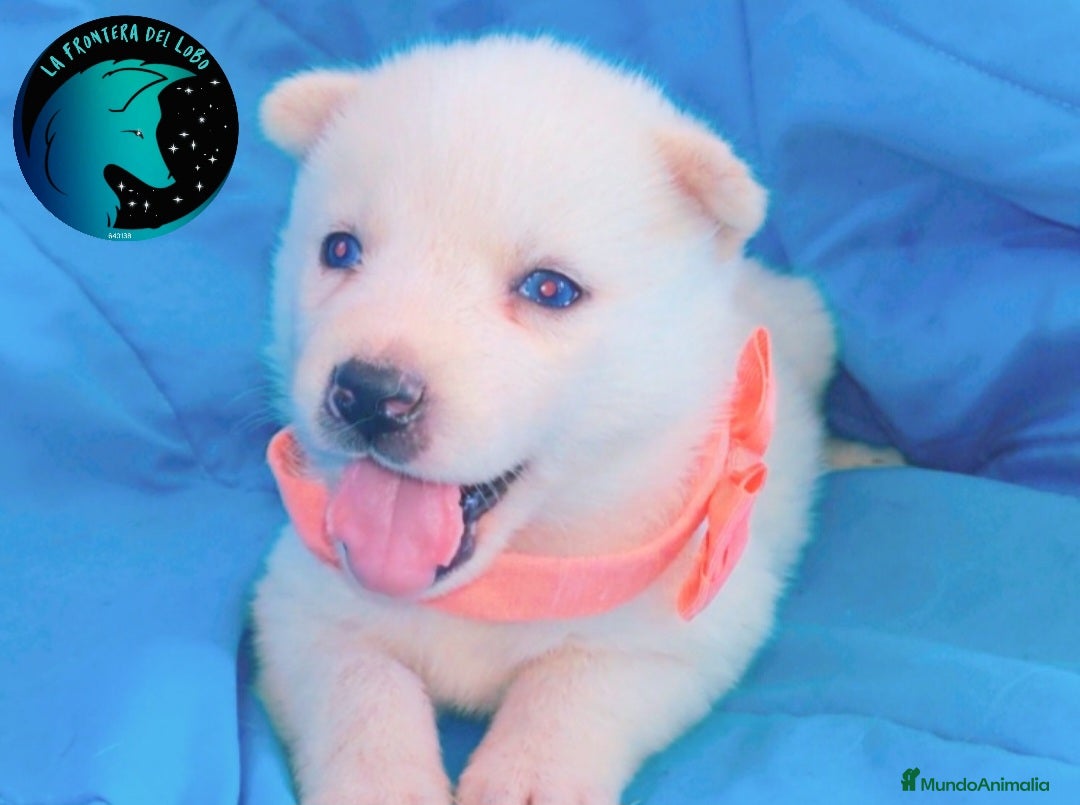 Husky Siberiano perros en venta: Husky siberiano  - Imagen 1