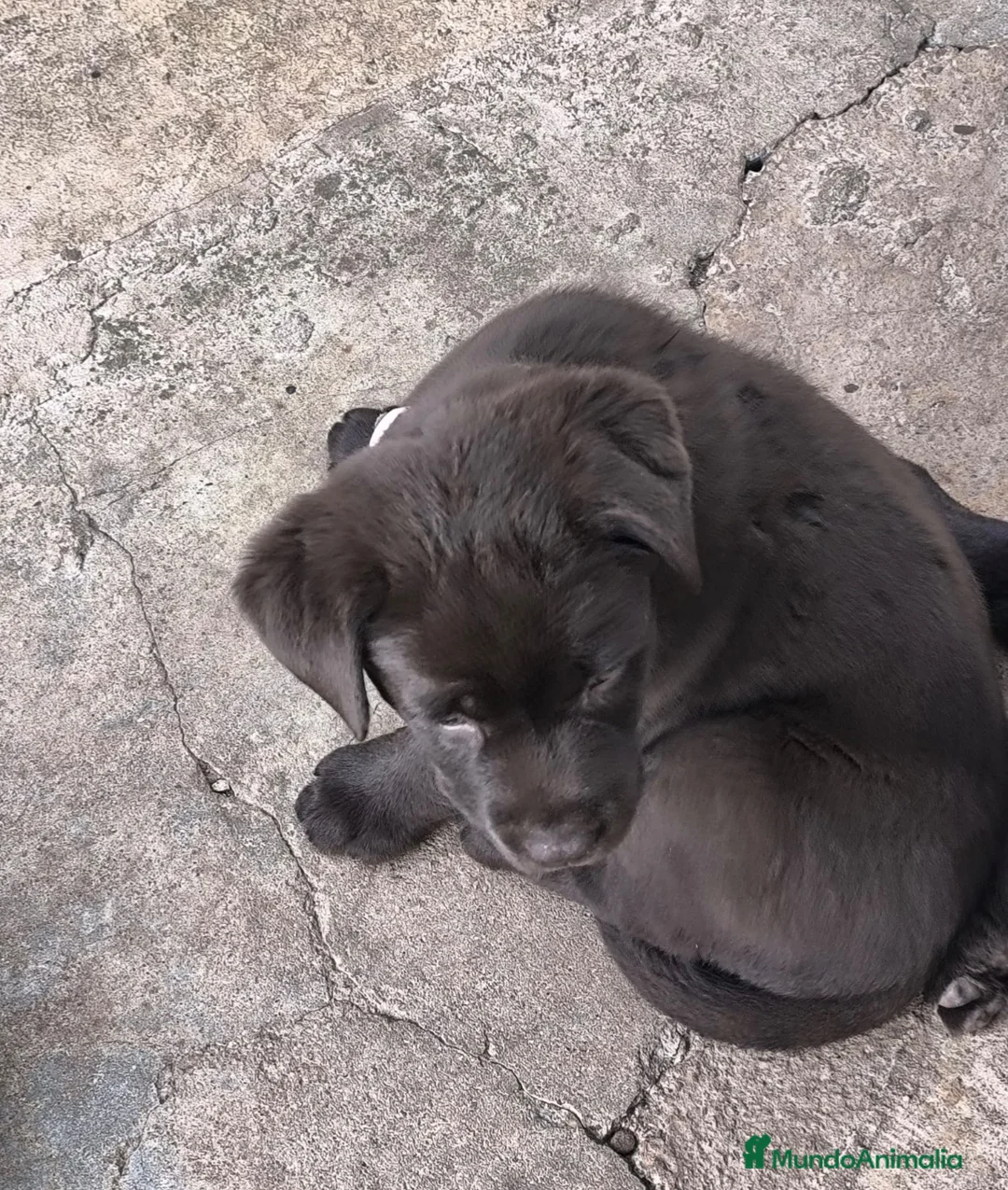 Labrador Retriever perros en venta: Preciosos cachorros labrador chocolate 🐶🐾 en Málaga - Anuncio 2