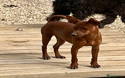 Pinscher Miniatura perros en venta: Caraby Harlequin Pinscher miniatura  en Alicante - Imagen 5