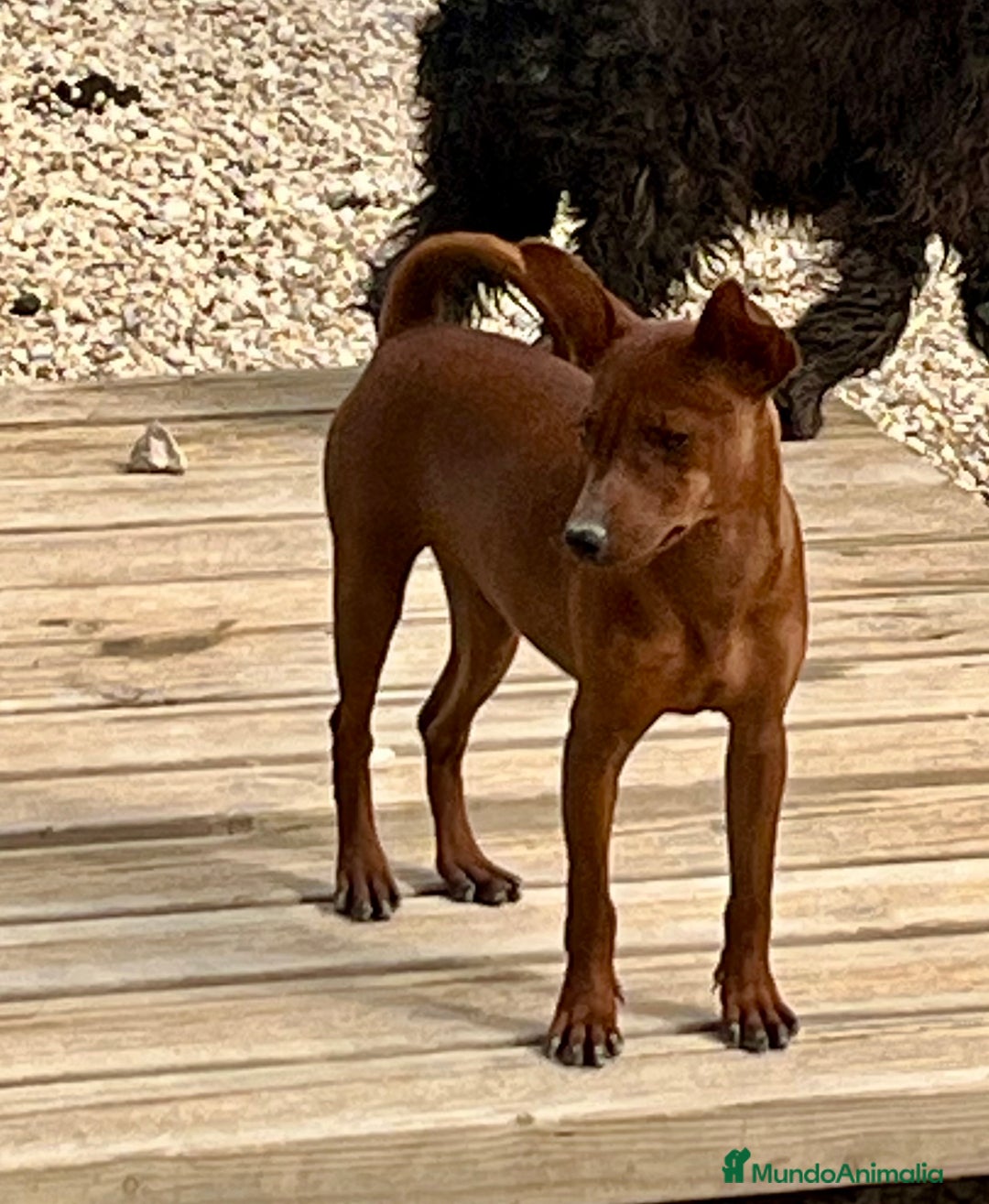 Pinscher Miniatura perros en venta: Caraby Harlequin Pinscher miniatura  en Alicante - Imagen 5