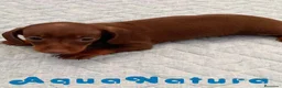 Teckel perros en venta: Teckel Hembra 6259 - AQUANATURA en Barcelona - Anuncio 4