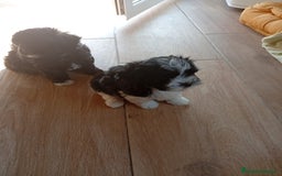 Raza Mixta perros en venta: Bichón habanero bichón maltes toys - Imagen 2