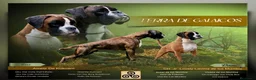 Boxer perros en venta: cachorros de boxer - Anuncio 7