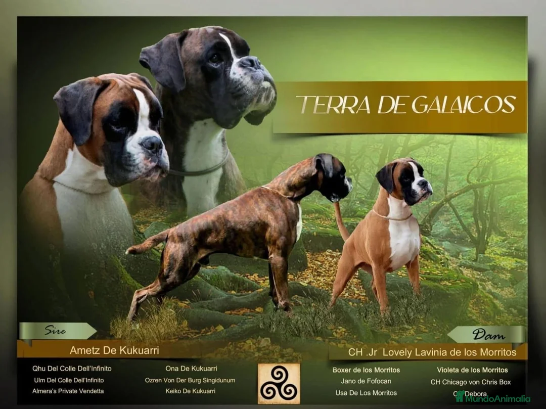 Boxer perros en venta: cachorros de boxer - Anuncio 7