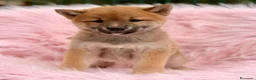 Shiba Inu perros en venta: Shiba Inu  - Anuncio 7