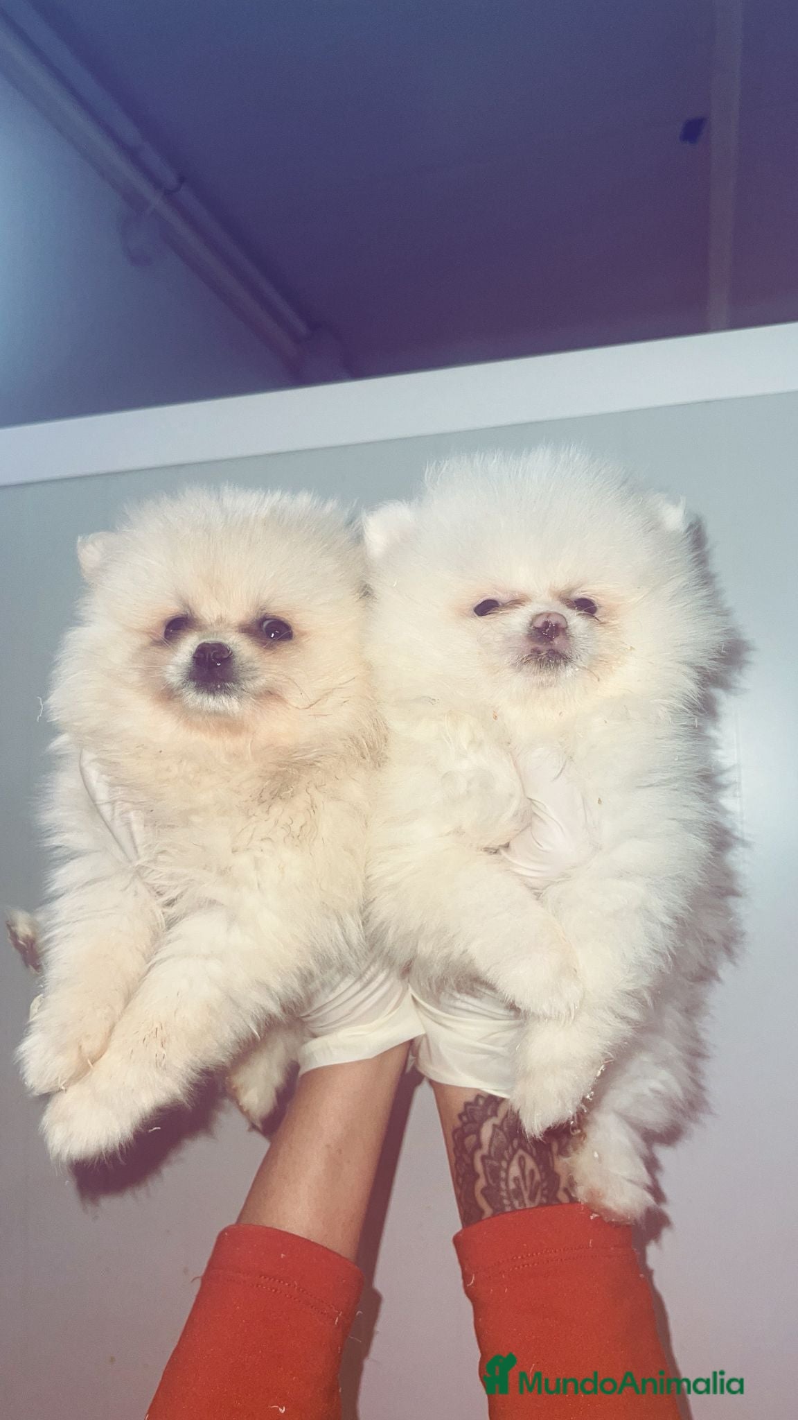Pomerania perros POMERANIA BLANCO PRECIOSO  - Anuncio 3