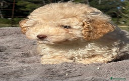 Maltipoo perros en venta: Maltipoo F2 - Imagen 7