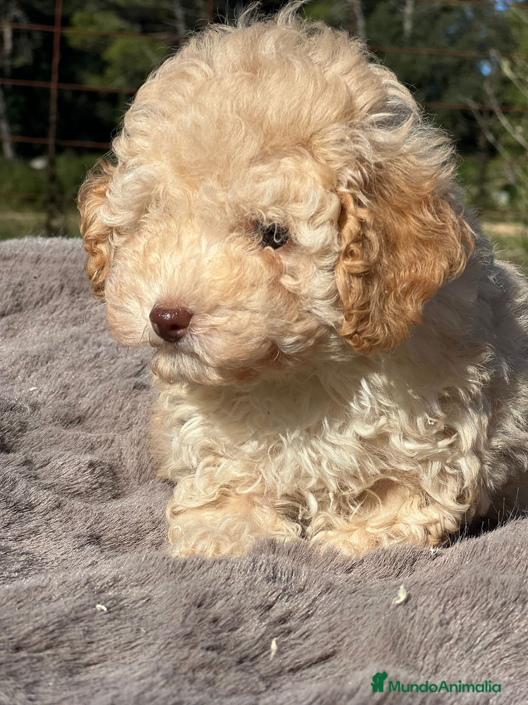 Maltipoo perros en venta: Maltipoo F2 - Imagen 7