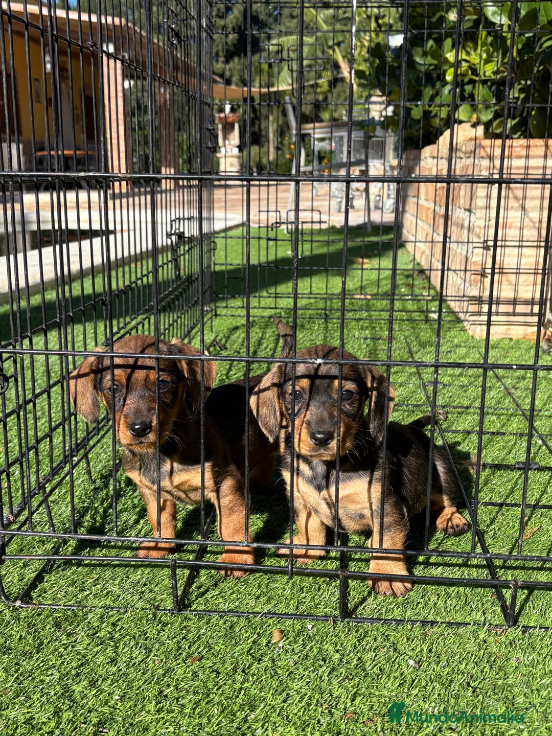 Teckel perros en venta: Cachorras de teckel standar  - Anuncio 1