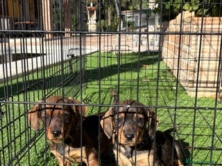 Teckel perros Cachorras de teckel standar - Anuncio 1