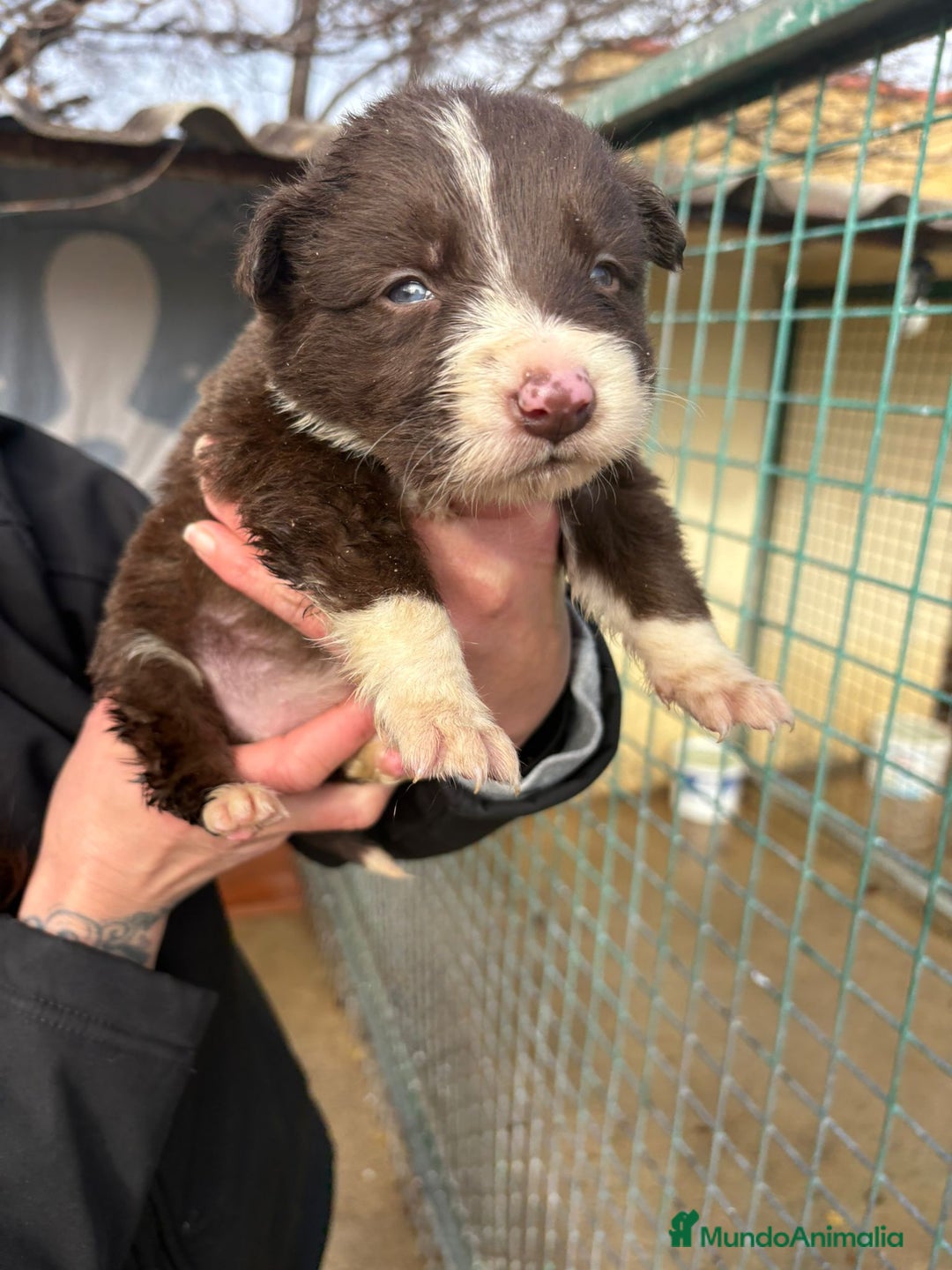 Border Collie perros en venta: Cachorro hembra Border Collie Chocolate  - Anuncio 2