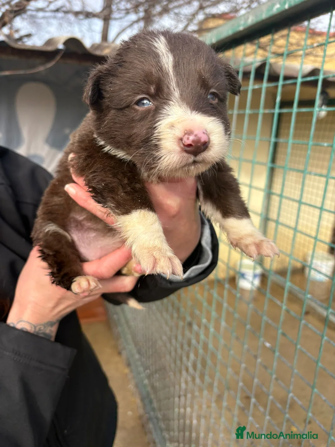 Border Collie perros en venta: Cachorro hembra Border Collie Chocolate  - Anuncio 2