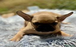 Bulldog Francés perros en venta: BULLDOG FRANCÉS FAWN DISPONIBLES - Imagen 5