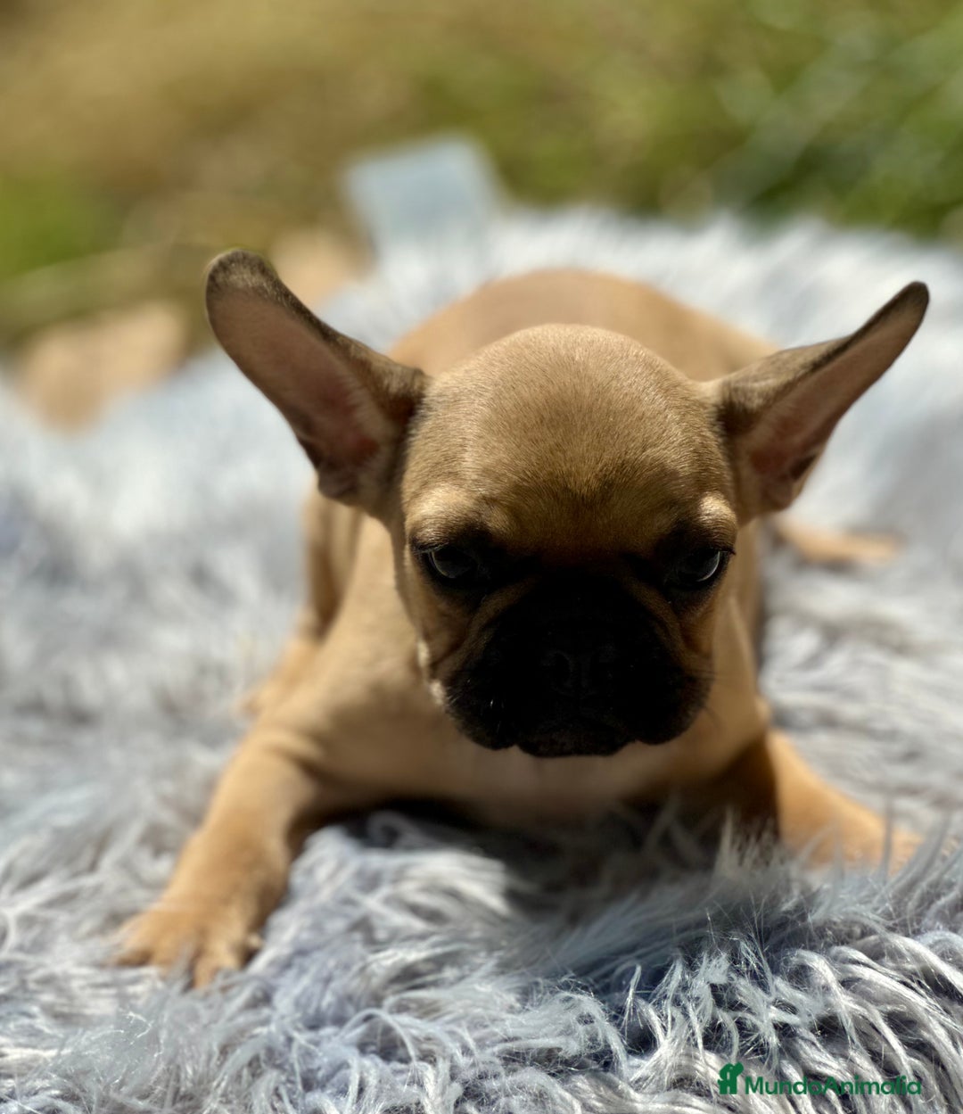 Bulldog Francés perros en venta: BULLDOG FRANCÉS FAWN DISPONIBLES - Imagen 5