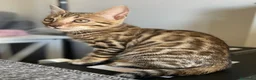 Bengalí gatos en venta: Gata Bengalí - Anuncio 9