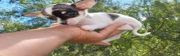 Chihuahua perros en venta: Chihuahua hembra muy pequeña. - Anuncio 1