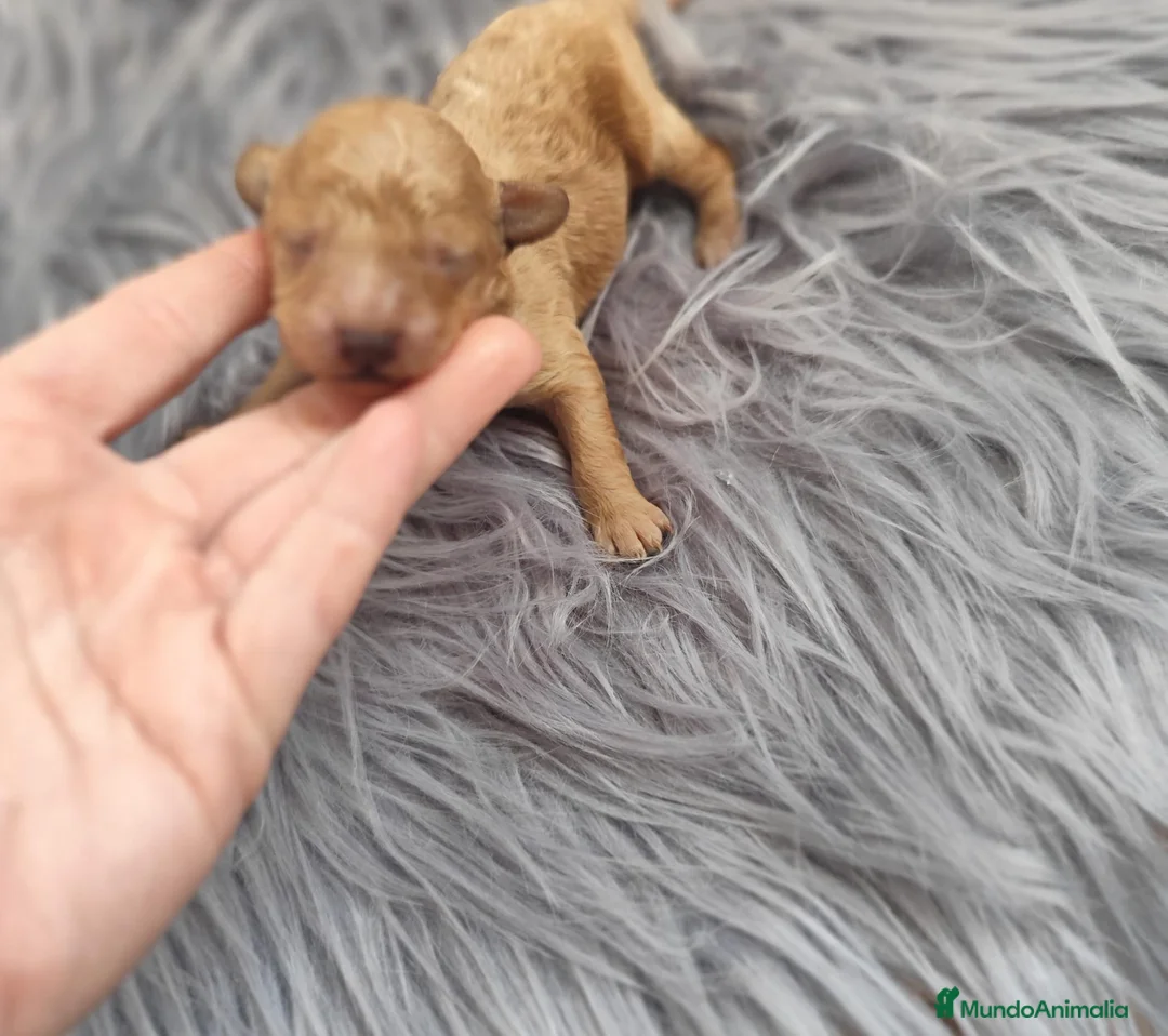 Caniche Toy perros en venta: Caniche toy  - Anuncio 4