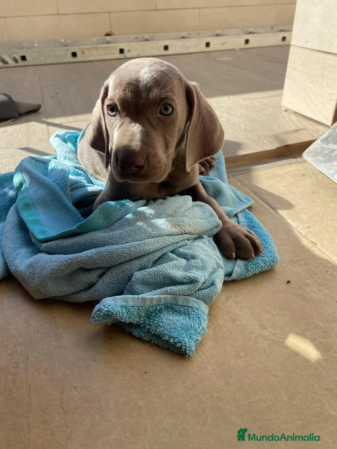 Weimaraner perros en venta: Bracos de weimar  - Anuncio 2
