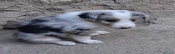 Border Collie perros en venta: Boder collie camada 3 - Anuncio 8