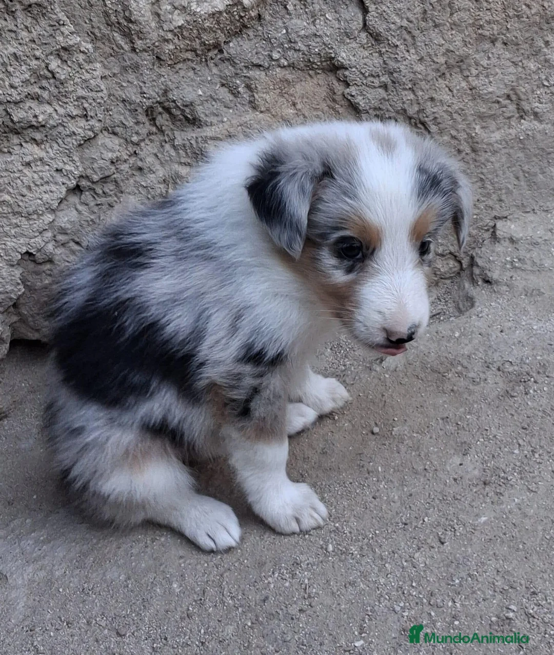 Border Collie perros en venta: Boder collie camada 3 - Anuncio 8