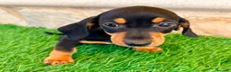 Teckel Miniatura perros en venta: Teckel miniatura negro fuego - Anuncio 9