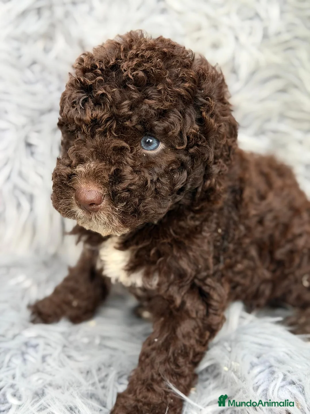 Perro de Agua Español perros en venta: PERRO DE AGUA ESPAÑOL CHOCOLATE - Anuncio 8