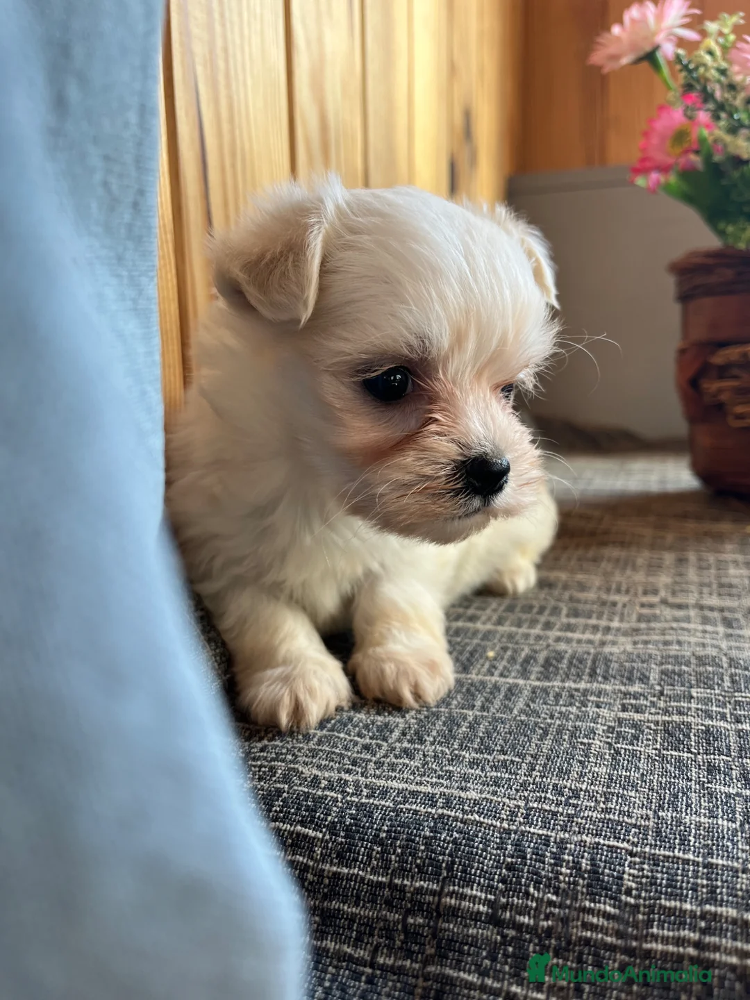 Bichón Maltés perros en venta: Preciosos Bichones Malteses - Anuncio 3