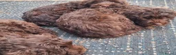 Perro de Agua Español perros en venta: perro de agua cachorros  - Anuncio 2