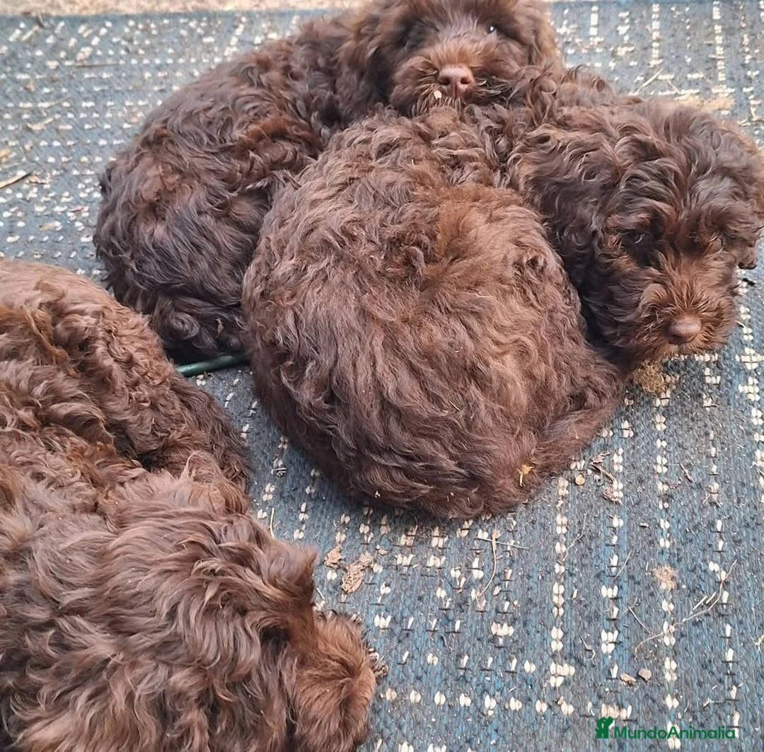 Perro de Agua Español perros en venta: perro de agua cachorros  - Anuncio 2