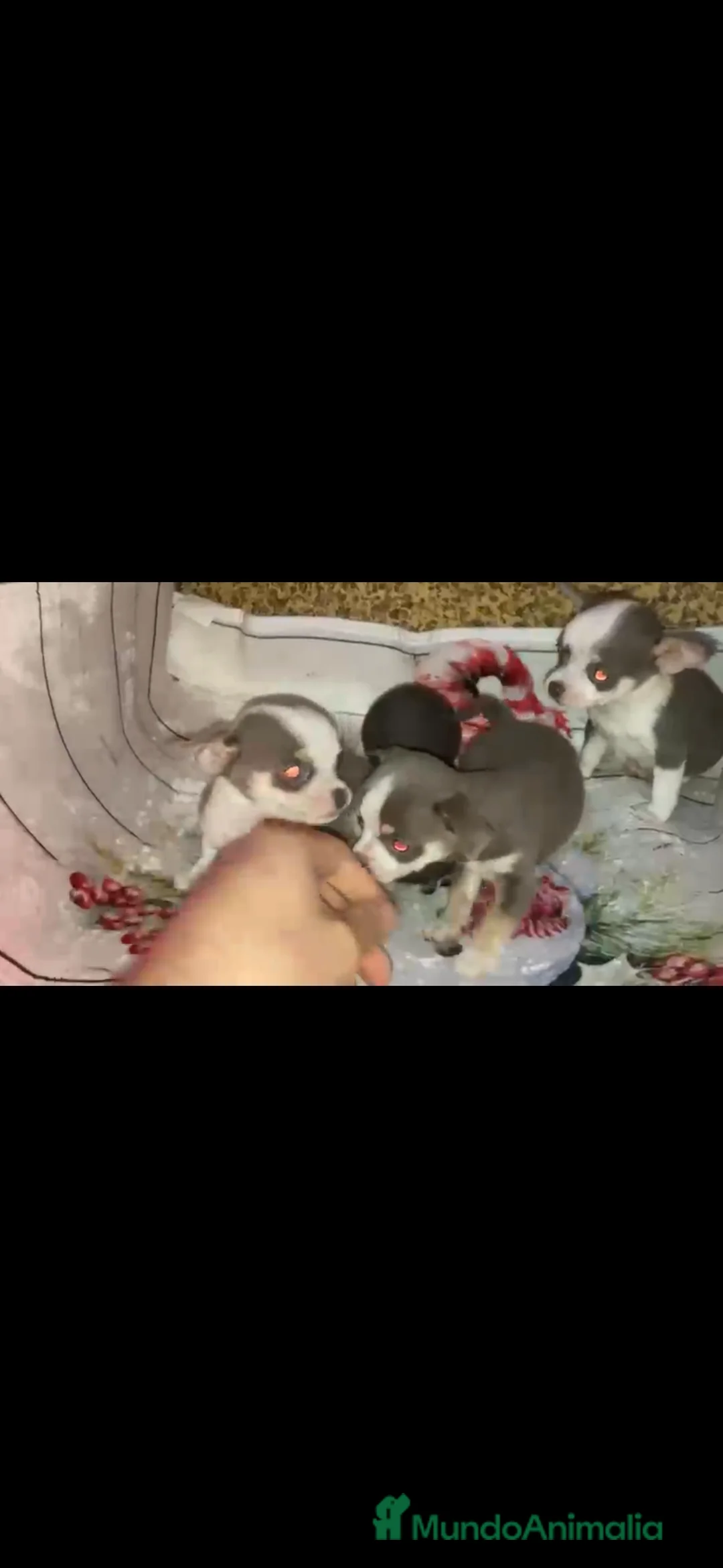 Chihuahua perros en venta: Chihuahua preciosa camada - Anuncio 5