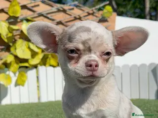 Chihuahua perros CHIHUAHUA MERLE - Anuncio 1