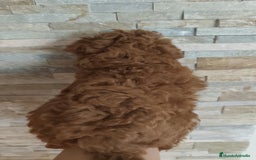 Caniche Toy perros en venta: Hembras toy disponibles - Imagen 4