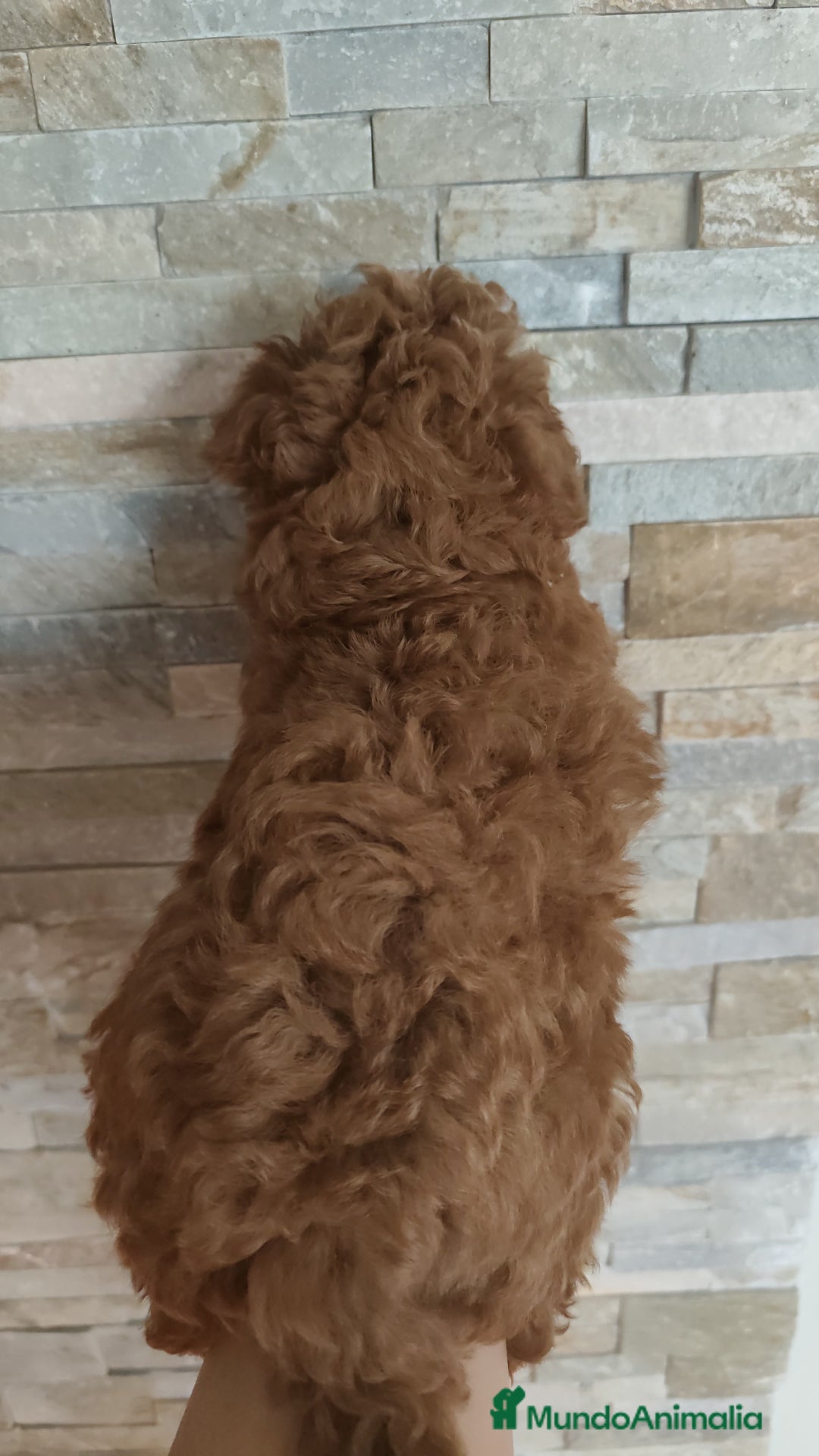 Caniche Toy perros en venta: Hembras toy disponibles - Imagen 4