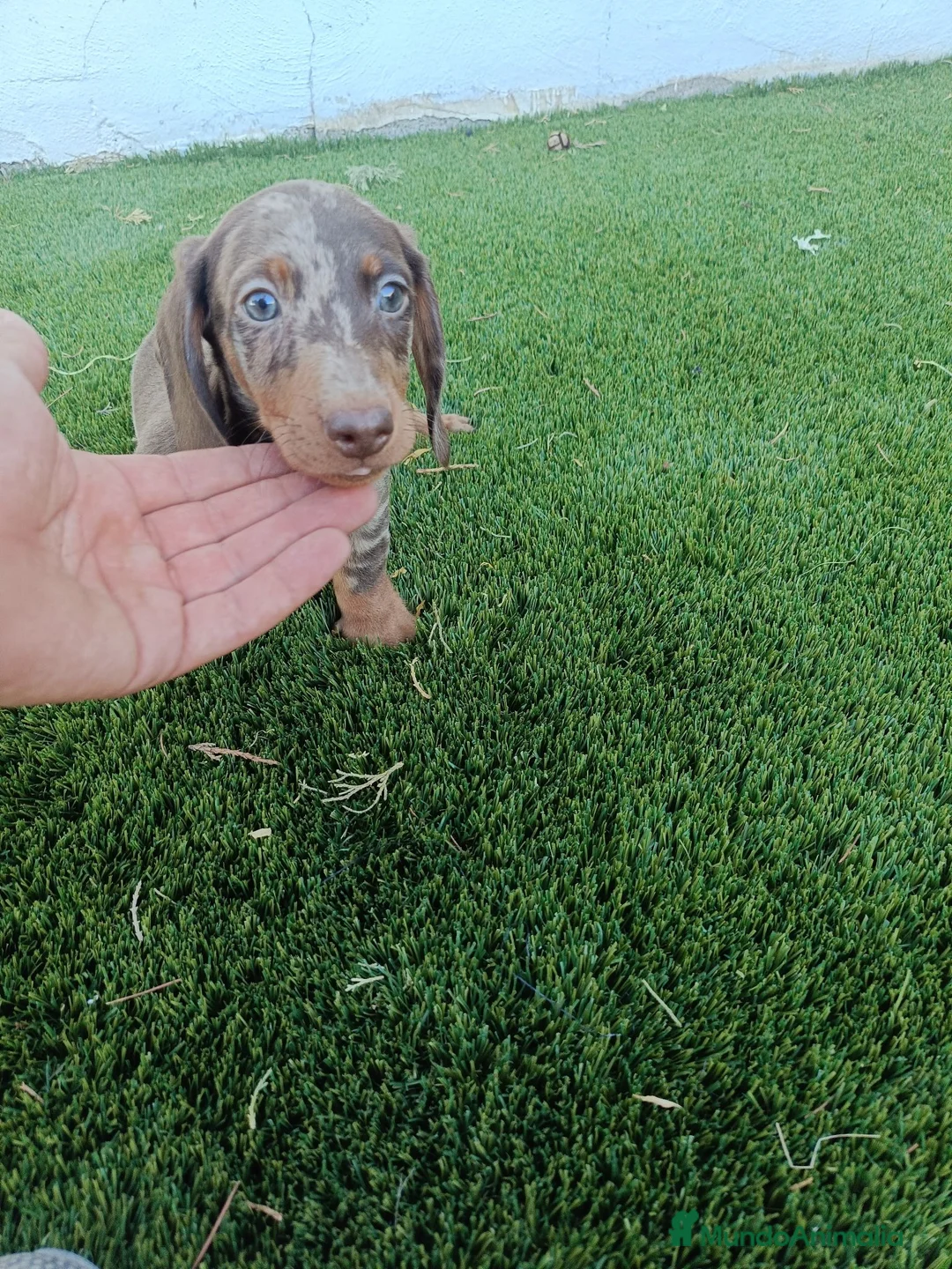 Teckel Miniatura perros en venta: Precioso Machito Teckel Arlequin Chocolate - Anuncio 3