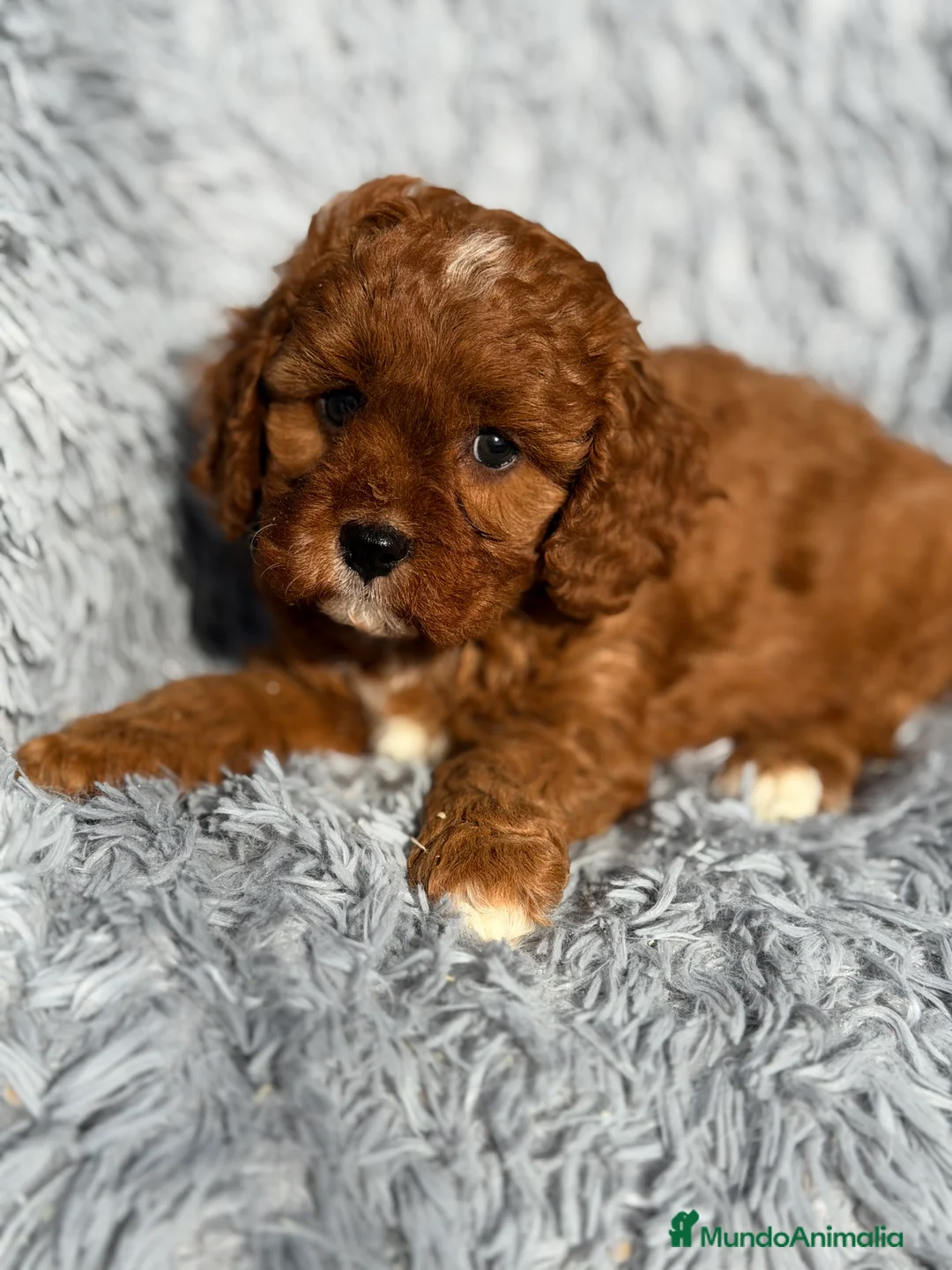 Cavapoo perros en venta: Cavapoo f1 - Anuncio 2