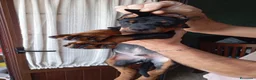 Dobermann perros en venta: Espectaculares dóbermann 🐶🐾 en Cádiz - Anuncio 2
