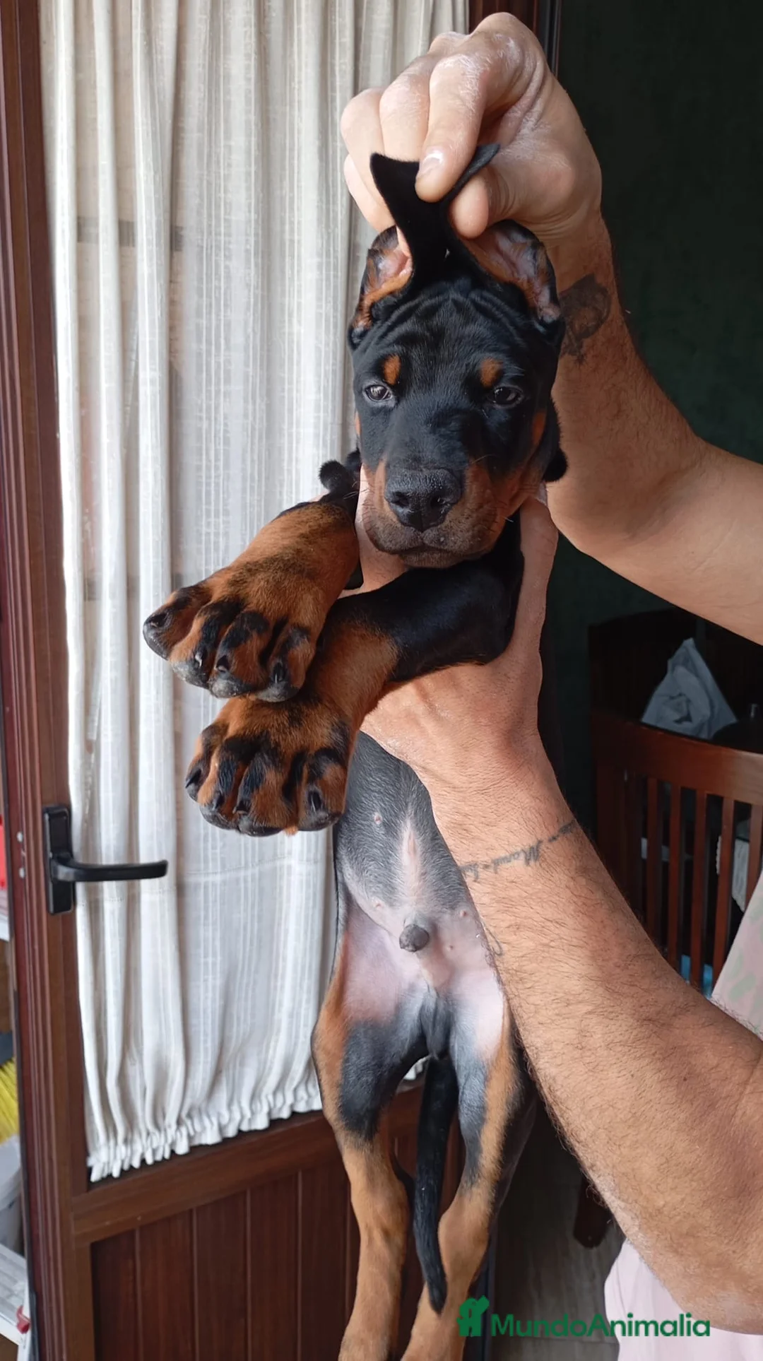 Dobermann perros en venta: Espectaculares dóbermann 🐶🐾 en Cádiz - Anuncio 2