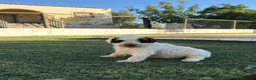 Perro de Agua Español perros en venta: PERRO DE AGUA - Anuncio 3