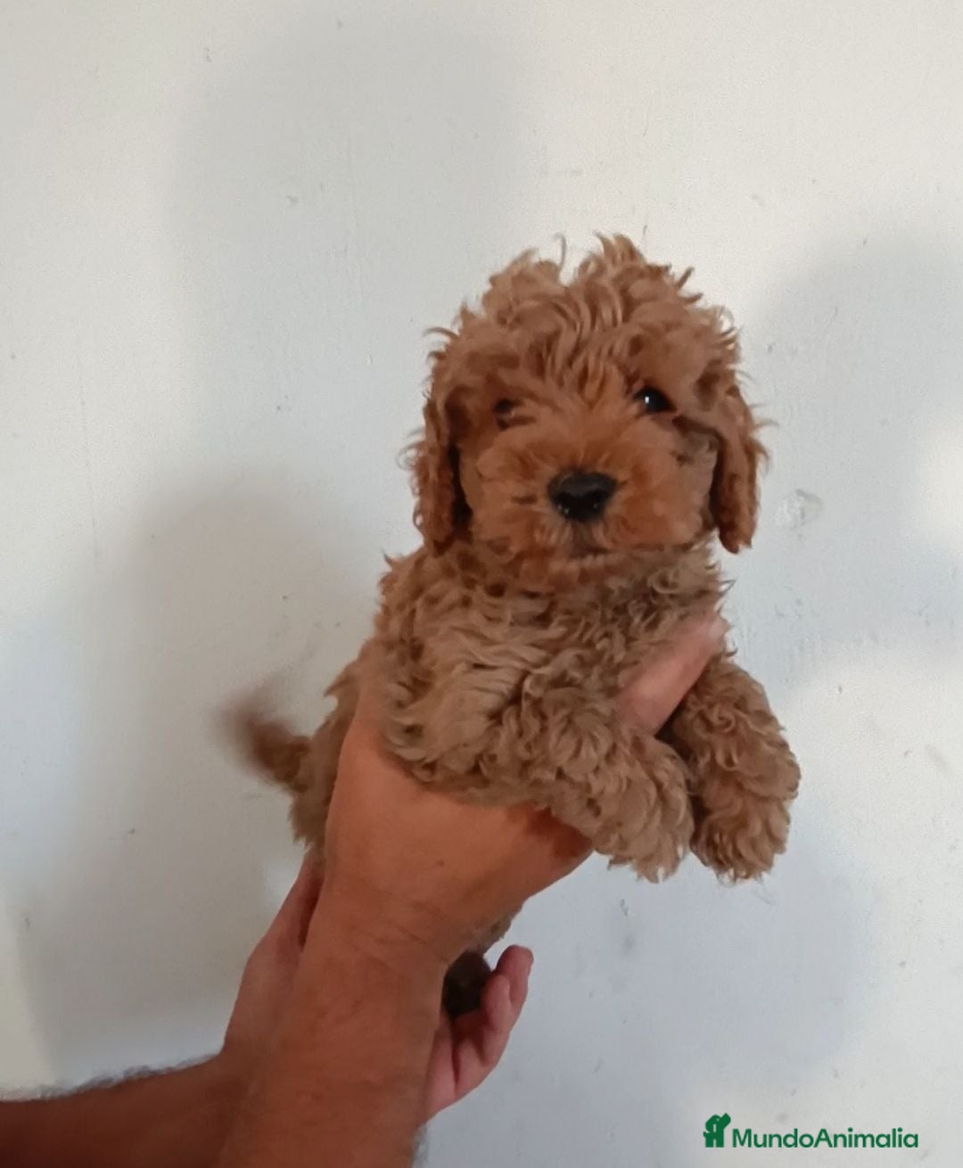 Caniche Enano perros CACHORROS DE CANICHE ENANO  - Anuncio 1