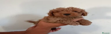Caniche Enano 2