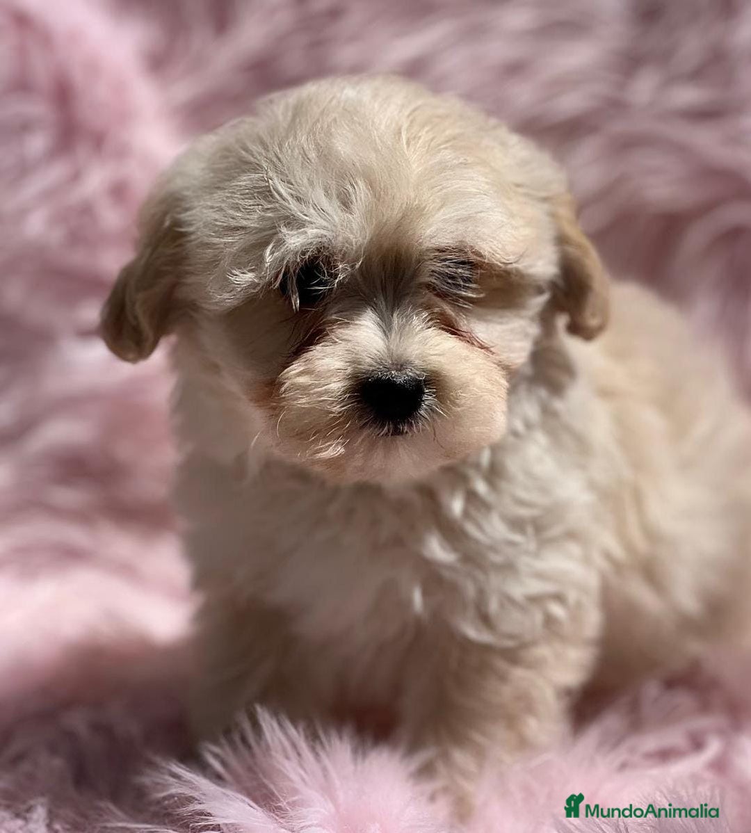 Maltipoo perros en venta: Maltipoo  - Imagen 1