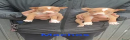 Podenco Andaluz perros en venta: Camada podenco andaluz - Anuncio 2