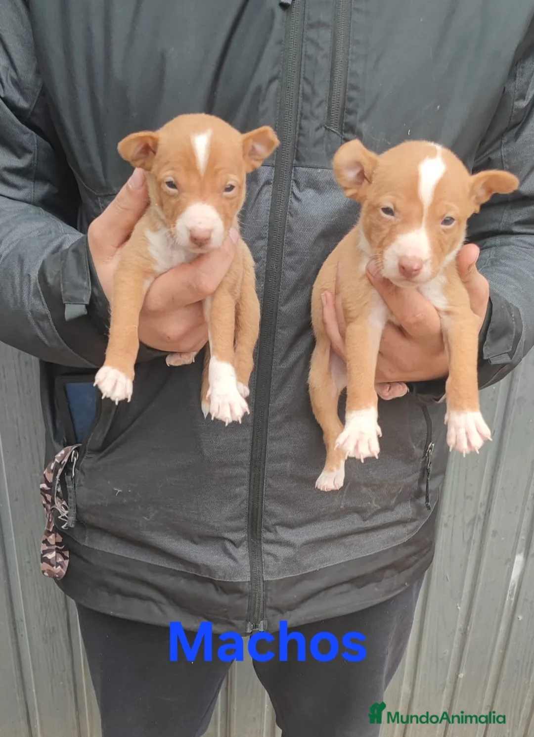 Podenco Andaluz perros en venta: Camada podenco andaluz - Anuncio 2